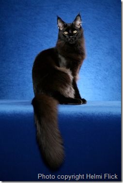 Maine Coon Cats – 7 kittens