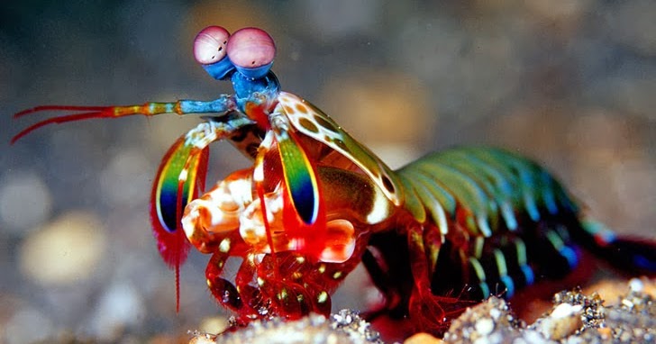 Cal Poly BIO 502: The Mantis Shrimp: Remember the name