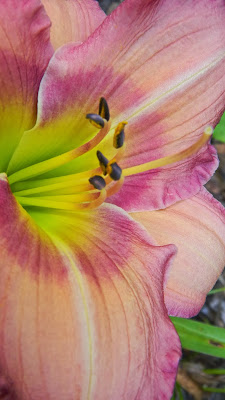 Daylily