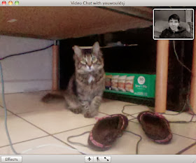 Cat recognized her owner on video chat (4 pics), funny cat pic, cat video chat with human
