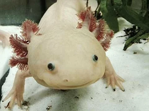 hewan aneh Axolotl