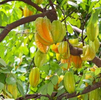  GAMBAR  BUAH  BUAHAN DI POHON Foto Buah  Segar di Hutan 