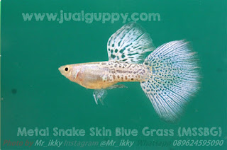 Jual Guppy Champion,  Harga Guppy Champion,  Jual Guppy Metal Snake Skin Blue Grass ,  Harga Guppy Metal Snake Skin Blue Grass ,  Toko Guppy Metal Snake Skin Blue Grass ,  Diskon Guppy Metal Snake Skin Blue Grass ,  Beli Guppy Metal Snake Skin Blue Grass ,  Review Guppy Metal Snake Skin Blue Grass ,  Promo Guppy Metal Snake Skin Blue Grass ,  Spesifikasi Guppy Metal Snake Skin Blue Grass ,  Guppy Metal Snake Skin Blue Grass  Murah,  Guppy Metal Snake Skin Blue Grass  Asli,  Guppy Metal Snake Skin Blue Grass  Original,  Guppy Metal Snake Skin Blue Grass  Jakarta,  Jenis Guppy Metal Snake Skin Blue Grass ,  Budidaya Guppy Metal Snake Skin Blue Grass ,  Peternak Guppy Metal Snake Skin Blue Grass ,  Cara Merawat Guppy Metal Snake Skin Blue Grass ,  Tips Merawat Guppy Metal Snake Skin Blue Grass ,  Bagaimana cara merawat Guppy Metal Snake Skin Blue Grass ,  Bagaimana mengobati Guppy Metal Snake Skin Blue Grass ,  Ciri-Ciri Hamil Guppy Metal Snake Skin Blue Grass ,  Kandang Guppy Metal Snake Skin Blue Grass ,  Ternak Guppy Metal Snake Skin Blue Grass ,  Makanan Guppy Metal Snake Skin Blue Grass ,  Guppy Metal Snake Skin Blue Grass  Termahal,  Adopsi Guppy Metal Snake Skin Blue Grass ,  Jual Cepat Guppy Metal Snake Skin Blue Grass ,  Guppy Metal Snake Skin Blue Grass   Jakarta,  Guppy Metal Snake Skin Blue Grass   Bandung,  Guppy Metal Snake Skin Blue Grass   Medan,  Guppy Metal Snake Skin Blue Grass   Bali,  Guppy Metal Snake Skin Blue Grass   Makassar,  Guppy Metal Snake Skin Blue Grass   Jambi,  Guppy Metal Snake Skin Blue Grass   Pekanbaru,  Guppy Metal Snake Skin Blue Grass   Palembang,  Guppy Metal Snake Skin Blue Grass   Sumatera,  Guppy Metal Snake Skin Blue Grass   Langsa,  Guppy Metal Snake Skin Blue Grass   Lhokseumawe,  Guppy Metal Snake Skin Blue Grass   Meulaboh,  Guppy Metal Snake Skin Blue Grass   Sabang,  Guppy Metal Snake Skin Blue Grass   Subulussalam,  Guppy Metal Snake Skin Blue Grass   Denpasar,  Guppy Metal Snake Skin Blue Grass   Pangkalpinang,  Guppy Metal Snake Skin Blue Grass   Cilegon,  Guppy Metal Snake Skin Blue Grass   Serang,  Guppy Metal Snake Skin Blue Grass   Tangerang Selatan,  Guppy Metal Snake Skin Blue Grass   Tangerang,  Guppy Metal Snake Skin Blue Grass   Bengkulu,  Guppy Metal Snake Skin Blue Grass   Gorontalo,  Guppy Metal Snake Skin Blue Grass   guppy,  Guppy Metal Snake Skin Blue Grass   tropical fish,  Guppy Metal Snake Skin Blue Grass   aquarium fish,  Guppy Metal Snake Skin Blue Grass   bubble guppies games,  Guppy Metal Snake Skin Blue Grass   guppy fish,  Guppy Metal Snake Skin Blue Grass   bubble guppies videos,  Guppy Metal Snake Skin Blue Grass   bubble guppies episodes,  Guppy Metal Snake Skin Blue Grass   bubble guppies full episodes,  Guppy Metal Snake Skin Blue Grass   super guppy,  Guppy Metal Snake Skin Blue Grass   bubble guppies cast,  Guppy Metal Snake Skin Blue Grass   aquarium online,  Guppy Metal Snake Skin Blue Grass   bubble guppies songs,  Guppy Metal Snake Skin Blue Grass   tetra aquarium,  Guppy Metal Snake Skin Blue Grass   guppies for sale,  Guppy Metal Snake Skin Blue Grass   pregnant guppy,  Guppy Metal Snake Skin Blue Grass   bubble guppies characters,  Guppy Metal Snake Skin Blue Grass   bubble guppy,  Guppy Metal Snake Skin Blue Grass   bubble guppies names,  Guppy Metal Snake Skin Blue Grass   guppies fish,  Guppy Metal Snake Skin Blue Grass   guppy breeding,  Guppy Metal Snake Skin Blue Grass   breeding guppies,  Guppy Metal Snake Skin Blue Grass   bubble guppie,  Guppy Metal Snake Skin Blue Grass   nick jr bubble guppies,  Guppy Metal Snake Skin Blue Grass   bubble guppies coloring pages,  Guppy Metal Snake Skin Blue Grass   bubble guppies video,  Guppy Metal Snake Skin Blue Grass   bubble guppy games,  Guppy Metal Snake Skin Blue Grass   guppy aquarium,  Guppy Metal Snake Skin Blue Grass   guppy care,  Guppy Metal Snake Skin Blue Grass   baby guppies,  Guppy Metal Snake Skin Blue Grass   design aquarium,  Guppy Metal Snake Skin Blue Grass   how to breed guppies,  Guppy Metal Snake Skin Blue Grass   endlers guppy,  Guppy Metal Snake Skin Blue Grass   bubble guppies wiki,  Guppy Metal Snake Skin Blue Grass   bubble guppies game,  Guppy Metal Snake Skin Blue Grass   guppies care,  Guppy Metal Snake Skin Blue Grass   guppy fry,  Guppy Metal Snake Skin Blue Grass   male guppies,  Guppy Metal Snake Skin Blue Grass   buble guppies,  Guppy Metal Snake Skin Blue Grass   guppy fish care,  Guppy Metal Snake Skin Blue Grass   female guppies,  Guppy Metal Snake Skin Blue Grass   female guppy,  Guppy Metal Snake Skin Blue Grass   guppy tank,  Guppy Metal Snake Skin Blue Grass   types of guppies,  Guppy Metal Snake Skin Blue Grass   online aquarium,  Guppy Metal Snake Skin Blue Grass   guppies aquarium,  Guppy Metal Snake Skin Blue Grass   pregnant guppies,  Guppy Metal Snake Skin Blue Grass   guppy giving birth,  Guppy Metal Snake Skin Blue Grass   what do guppies eat,  Guppy Metal Snake Skin Blue Grass   guppy life span,  Guppy Metal Snake Skin Blue Grass   guppy pond,  Guppy Metal Snake Skin Blue Grass   guppy grass,  Guppy Metal Snake Skin Blue Grass   guppies breeding,  Guppy Metal Snake Skin Blue Grass   aquarium guppy,  Guppy Metal Snake Skin Blue Grass   guppies giving birth,  Guppy Metal Snake Skin Blue Grass   bubble guppies pictures,  Guppy Metal Snake Skin Blue Grass   bubble guppies show,  Guppy Metal Snake Skin Blue Grass   male guppy,  Guppy Metal Snake Skin Blue Grass   guppy fish for sale,  Guppy Metal Snake Skin Blue Grass   pregnant guppy fish,  Guppy Metal Snake Skin Blue Grass   endler guppies,  Guppy Metal Snake Skin Blue Grass   guppy babies,  Guppy Metal Snake Skin Blue Grass   the bubble guppies,  Guppy Metal Snake Skin Blue Grass   bubble guppies images,  Guppy Metal Snake Skin Blue Grass   bubble guppies bubble puppy,  Guppy Metal Snake Skin Blue Grass   guppy food,  Guppy Metal Snake Skin Blue Grass   ferplast aquarium,  Guppy Metal Snake Skin Blue Grass   guppy temperature,  Guppy Metal Snake Skin Blue Grass   the binding isaac,  Guppy Metal Snake Skin Blue Grass   guppy tail,  Guppy Metal Snake Skin Blue Grass   the rebirth of isaac,  Guppy Metal Snake Skin Blue Grass   the binding of isaac rebirth guppy,  Guppy Metal Snake Skin Blue Grass   isaac the game,  Guppy Metal Snake Skin Blue Grass   guppie fish,  Guppy Metal Snake Skin Blue Grass   guppy fish breeding,  Guppy Metal Snake Skin Blue Grass   guppy for sale,  Guppy Metal Snake Skin Blue Grass   guppy tank mates,  Guppy Metal Snake Skin Blue Grass   aquarium shop online,  Guppy Metal Snake Skin Blue Grass   guppy gestation,  Guppy Metal Snake Skin Blue Grass   the binding of isaac guppy,  Guppy Metal Snake Skin Blue Grass   keeping guppies,  Guppy Metal Snake Skin Blue Grass   guppy definition,  Guppy Metal Snake Skin Blue Grass   guppy meaning,  Guppy Metal Snake Skin Blue Grass   guppy breathing,  Guppy Metal Snake Skin Blue Grass   fish tropical,  Guppy Metal Snake Skin Blue Grass   endlers guppies,  Guppy Metal Snake Skin Blue Grass   baby guppy,  Guppy Metal Snake Skin Blue Grass   nickelodeon bubble guppies,  Guppy Metal Snake Skin Blue Grass   guppy fish tank,  Guppy Metal Snake Skin Blue Grass   guppy types,  Guppy Metal Snake Skin Blue Grass   guppy fish types,  Guppy Metal Snake Skin Blue Grass   guppy diseases,  Guppy Metal Snake Skin Blue Grass   the binding of isaac 2,  Guppy Metal Snake Skin Blue Grass   isaac the binding,  Guppy Metal Snake Skin Blue Grass   wild guppies,  Guppy Metal Snake Skin Blue Grass   wild guppy,  Guppy Metal Snake Skin Blue Grass   fantail guppies,  Guppy Metal Snake Skin Blue Grass   guppy pregnancy,  Guppy Metal Snake Skin Blue Grass   lyretail guppy,  Guppy Metal Snake Skin Blue Grass   pregnant guppy stages,  Guppy Metal Snake Skin Blue Grass   guppy pregnant,  Guppy Metal Snake Skin Blue Grass   male and female guppies,  Guppy Metal Snake Skin Blue Grass   bubble guppys,  Guppy Metal Snake Skin Blue Grass   guppy birth,  Guppy Metal Snake Skin Blue Grass   do guppies need a heater,  Guppy Metal Snake Skin Blue Grass   pictures of guppies,  Guppy Metal Snake Skin Blue Grass   guppy fish life span,  Guppy Metal Snake Skin Blue Grass   guppy water temperature,  Guppy Metal Snake Skin Blue Grass   show guppies,  Guppy Metal Snake Skin Blue Grass   black guppy,  Guppy Metal Snake Skin Blue Grass   red guppy,  Guppy Metal Snake Skin Blue Grass   binding isaac wiki,  Guppy Metal Snake Skin Blue Grass   binding of isaac 2,  Guppy Metal Snake Skin Blue Grass   moscow guppy,  Guppy Metal Snake Skin Blue Grass   guppy forum,  Guppy Metal Snake Skin Blue Grass   guppies online,  Guppy Metal Snake Skin Blue Grass   fantail guppy,  Guppy Metal Snake Skin Blue Grass   yellow guppy,  Guppy Metal Snake Skin Blue Grass   snakeskin guppy,  Guppy Metal Snake Skin Blue Grass   guppy fry growth chart,  Guppy Metal Snake Skin Blue Grass   guppy fish food,  Guppy Metal Snake Skin Blue Grass   temperature for guppies,  Guppy Metal Snake Skin Blue Grass   water temperature for guppies,  Guppy Metal Snake Skin Blue Grass   guppy games,  Guppy Metal Snake Skin Blue Grass   black moscow guppy,  Guppy Metal Snake Skin Blue Grass   full red guppy,  Guppy Metal Snake Skin Blue Grass   blue moscow guppy,  Guppy Metal Snake Skin Blue Grass   game isaac,  Guppy Metal Snake Skin Blue Grass   male guppy fish,  Guppy Metal Snake Skin Blue Grass   guppy varieties,  Guppy Metal Snake Skin Blue Grass   albino guppy,  Guppy Metal Snake Skin Blue Grass   guppy pregnancy stages,  Guppy Metal Snake Skin Blue Grass   tequila sunrise guppy,  Guppy Metal Snake Skin Blue Grass   guppy fin rot,  Guppy Metal Snake Skin Blue Grass   guppy genetics,  Guppy Metal Snake Skin Blue Grass   pink guppy,  Guppy Metal Snake Skin Blue Grass   the guppy,  Guppy Metal Snake Skin Blue Grass   highland guppy,  Guppy Metal Snake Skin Blue Grass   guppy breeding tank,  Guppy Metal Snake Skin Blue Grass   guppy breeds,  Guppy Metal Snake Skin Blue Grass   show guppies for sale,  Guppy Metal Snake Skin Blue Grass   guppies for sale uk,  Guppy Metal Snake Skin Blue Grass   is my guppy pregnant,  Guppy Metal Snake Skin Blue Grass   guppies having babies,  Guppy Metal Snake Skin Blue Grass   guppy female,  Guppy Metal Snake Skin Blue Grass   guppy fry care,  Guppy Metal Snake Skin Blue Grass   do guppies need a filter,  Guppy Metal Snake Skin Blue Grass   do guppies eat their babies,  Guppy Metal Snake Skin Blue Grass   do guppies sleep,  Guppy Metal Snake Skin Blue Grass   aquarium 40 liter,  Guppy Metal Snake Skin Blue Grass   guppy game,  Guppy Metal Snake Skin Blue Grass   neon guppies,  Guppy Metal Snake Skin Blue Grass   neon guppy,  Guppy Metal Snake Skin Blue Grass   guppy neon,  Guppy Metal Snake Skin Blue Grass   isaac of binding,  Guppy Metal Snake Skin Blue Grass   moscow blue guppy,  Guppy Metal Snake Skin Blue Grass   guppy tail rot,  Guppy Metal Snake Skin Blue Grass   isaac the rebirth,  Guppy Metal Snake Skin Blue Grass   fish guppies,  Guppy Metal Snake Skin Blue Grass   guppies dying,  Guppy Metal Snake Skin Blue Grass   guppy species,  Guppy Metal Snake Skin Blue Grass   guppy gravid spot,  Guppy Metal Snake Skin Blue Grass   the of isaac,  Guppy Metal Snake Skin Blue Grass   breeding guppies for beginners,  Guppy Metal Snake Skin Blue Grass   guppy breeding cycle,  Guppy Metal Snake Skin Blue Grass   female guppies for sale,  Guppy Metal Snake Skin Blue Grass   guppies pregnant,  Guppy Metal Snake Skin Blue Grass   pregnant female guppy,  Guppy Metal Snake Skin Blue Grass   caring for guppies,  Guppy Metal Snake Skin Blue Grass   guppies babies,  Guppy Metal Snake Skin Blue Grass   guppy fry growth,  Guppy Metal Snake Skin Blue Grass   guppy tank setup,  Guppy Metal Snake Skin Blue Grass   guppy fish giving birth,  Guppy Metal Snake Skin Blue Grass   guppy fry food,  Guppy Metal Snake Skin Blue Grass   different types of guppies,  Guppy Metal Snake Skin Blue Grass   types of guppy,  Guppy Metal Snake Skin Blue Grass   guppy pictures,  Guppy Metal Snake Skin Blue Grass   aquarium voor beginners,  Guppy Metal Snake Skin Blue Grass   guppy life cycle,  Guppy Metal Snake Skin Blue Grass   guppies temperature,  Guppy Metal Snake Skin Blue Grass   guppy gestation period,  Guppy Metal Snake Skin Blue Grass   the binding of the isaac,  Guppy Metal Snake Skin Blue Grass   feeding guppies,  Guppy Metal Snake Skin Blue Grass   guppi fish,  Guppy Metal Snake Skin Blue Grass   guppy fish facts,  Guppy Metal Snake Skin Blue Grass   guppy breeders,  Guppy Metal Snake Skin Blue Grass   guppy wiki,  Guppy Metal Snake Skin Blue Grass   freshwater guppies,  Guppy Metal Snake Skin Blue Grass   rare guppies,  Guppy Metal Snake Skin Blue Grass   raising guppies,  Guppy Metal Snake Skin Blue Grass   guppy colors,  Guppy Metal Snake Skin Blue Grass   guppy strains,  Guppy Metal Snake Skin Blue Grass   guppy size,  Guppy Metal Snake Skin Blue Grass   turquoise guppy,  Guppy Metal Snake Skin Blue Grass   leopard guppy,  Guppy Metal Snake Skin Blue Grass   guppy love,  Guppy Metal Snake Skin Blue Grass   guppy images,  Guppy Metal Snake Skin Blue Grass   guppy plant,  Guppy Metal Snake Skin Blue Grass   water temp for guppies,  Guppy Metal Snake Skin Blue Grass   guppy breeding setup,  Guppy Metal Snake Skin Blue Grass   guppies for sale online,  Guppy Metal Snake Skin Blue Grass   guppys aquarium,  Guppy Metal Snake Skin Blue Grass   guppy fish pregnant,  Guppy Metal Snake Skin Blue Grass   guppy care sheet,  Guppy Metal Snake Skin Blue Grass   endler guppy hybrid,  Guppy Metal Snake Skin Blue Grass   baby guppy fish,  Guppy Metal Snake Skin Blue Grass   female guppy fish,  Guppy Metal Snake Skin Blue Grass   bubble guppies nickelodeon,  Guppy Metal Snake Skin Blue Grass   guppy tanks,  Guppy Metal Snake Skin Blue Grass   guppies food,  Guppy Metal Snake Skin Blue Grass   best food for guppies,  Guppy Metal Snake Skin Blue Grass   tropical guppies,  Guppy Metal Snake Skin Blue Grass   black guppy fish,  Guppy Metal Snake Skin Blue Grass   black moscow guppies,  Guppy Metal Snake Skin Blue Grass   gestation period for guppies,  Guppy Metal Snake Skin Blue Grass   blue neon guppy,  Guppy Metal Snake Skin Blue Grass   red mosaic guppy,  Guppy Metal Snake Skin Blue Grass   betta and guppies,  Guppy Metal Snake Skin Blue Grass   guppy fishes,  Guppy Metal Snake Skin Blue Grass   fish compatible with guppies,  Guppy Metal Snake Skin Blue Grass   what is a guppy fish,  Guppy Metal Snake Skin Blue Grass   guppy s,  Guppy Metal Snake Skin Blue Grass   guppy guppy,  Guppy Metal Snake Skin Blue Grass   guppy facts,  Guppy Metal Snake Skin Blue Grass   guppy behavior,  Guppy Metal Snake Skin Blue Grass   green guppy,  Guppy Metal Snake Skin Blue Grass   white guppy,  Guppy Metal Snake Skin Blue Grass   guppy dropsy,  Guppy Metal Snake Skin Blue Grass   purple guppy,  Guppy Metal Snake Skin Blue Grass   bloated guppy,  Guppy Metal Snake Skin Blue Grass   angelfish and guppies,  Guppy Metal Snake Skin Blue Grass   fin rot guppy,  Guppy Metal Snake Skin Blue Grass   guppies keep dying,  Guppy Metal Snake Skin Blue Grass   mollies and guppies,  Guppy Metal Snake Skin Blue Grass   stages of guppy pregnancy,  Guppy Metal Snake Skin Blue Grass   south african guppies,  Guppy Metal Snake Skin Blue Grass   mosaic guppy,  Guppy Metal Snake Skin Blue Grass   guppy cartoon,  Guppy Metal Snake Skin Blue Grass   breeding guppy,  Guppy Metal Snake Skin Blue Grass   aquarium guppies,  Guppy Metal Snake Skin Blue Grass   pregnant guppie,  Guppy Metal Snake Skin Blue Grass   female guppy pregnant,  Guppy Metal Snake Skin Blue Grass   guppy tank size,  Guppy Metal Snake Skin Blue Grass   guppies tank mates,  Guppy Metal Snake Skin Blue Grass   do guppies give live birth,  Guppy Metal Snake Skin Blue Grass   buy guppies,  Guppy Metal Snake Skin Blue Grass   food for guppies,  Guppy Metal Snake Skin Blue Grass   types of guppy fish,  Guppy Metal Snake Skin Blue Grass   guppy disease,  Guppy Metal Snake Skin Blue Grass   tropical fish guppies,  Guppy Metal Snake Skin Blue Grass   black guppies,  Guppy Metal Snake Skin Blue Grass   guppy black,  Guppy Metal Snake Skin Blue Grass   red guppies,  Guppy Metal Snake Skin Blue Grass   red guppy fish,  Guppy Metal Snake Skin Blue Grass   moscow guppies,  Guppy Metal Snake Skin Blue Grass   guppies and bettas,  Guppy Metal Snake Skin Blue Grass   guppy fish information,  Guppy Metal Snake Skin Blue Grass   guppy fish images,  Guppy Metal Snake Skin Blue Grass   all about guppies,  Guppy Metal Snake Skin Blue Grass   guppy breeder,  Guppy Metal Snake Skin Blue Grass   guppys online,  Guppy Metal Snake Skin Blue Grass   guppy poecilia reticulata,  Guppy Metal Snake Skin Blue Grass   guppy a,  Guppy Metal Snake Skin Blue Grass   purple guppies,  Guppy Metal Snake Skin Blue Grass   beautiful guppies,  Guppy Metal Snake Skin Blue Grass   guppy pdf,  Guppy Metal Snake Skin Blue Grass   guppy swimming vertically,  Guppy Metal Snake Skin Blue Grass   guppy names,  Guppy Metal Snake Skin Blue Grass   yellow guppies,  Guppy Metal Snake Skin Blue Grass   male guppies fighting,  Guppy Metal Snake Skin Blue Grass   guppies and tetras,  Guppy Metal Snake Skin Blue Grass   saltwater guppies,  Guppy Metal Snake Skin Blue Grass   guppies and mollies,  Guppy Metal Snake Skin Blue Grass   the guppies,  Guppy Metal Snake Skin Blue Grass   breeding guppies in community tank,  Guppy Metal Snake Skin Blue Grass   breed guppies,  Guppy Metal Snake Skin Blue Grass   live guppies for sale,  Guppy Metal Snake Skin Blue Grass   guppies fish for sale,  Guppy Metal Snake Skin Blue Grass   breeding guppies for profit,  Guppy Metal Snake Skin Blue Grass   guppies aquarium products,  Guppy Metal Snake Skin Blue Grass   taking care of guppies,  Guppy Metal Snake Skin Blue Grass   guppies fish care,  Guppy Metal Snake Skin Blue Grass   john endler guppies,  Guppy Metal Snake Skin Blue Grass   guppy fish babies,  Guppy Metal Snake Skin Blue Grass   male and female guppy,  Guppy Metal Snake Skin Blue Grass   guppy fry development,  Guppy Metal Snake Skin Blue Grass   guppy fry stages,  Guppy Metal Snake Skin Blue Grass   guppies fish tank,  Guppy Metal Snake Skin Blue Grass   guppies tank,  Guppy Metal Snake Skin Blue Grass   guppy fry tank,  Guppy Metal Snake Skin Blue Grass   female guppy giving birth,  Guppy Metal Snake Skin Blue Grass   pregnant guppy giving birth,  Guppy Metal Snake Skin Blue Grass   guppies birth,  Guppy Metal Snake Skin Blue Grass   guppy give birth,  Guppy Metal Snake Skin Blue Grass   guppies types,  Guppy Metal Snake Skin Blue Grass   how much do guppies cost,  Guppy Metal Snake Skin Blue Grass   do guppies eat algae,  Guppy Metal Snake Skin Blue Grass   guppy diseases pictures,  Guppy Metal Snake Skin Blue Grass   pregnant guppy pictures,  Guppy Metal Snake Skin Blue Grass   pictures of guppy fish,  Guppy Metal Snake Skin Blue Grass   guppy fish diseases,  Guppy Metal Snake Skin Blue Grass   show guppy,  Guppy Metal Snake Skin Blue Grass   guppy tropical fish,  Guppy Metal Snake Skin Blue Grass   guppies tropical fish,  Guppy Metal Snake Skin Blue Grass   half black guppy,  Guppy Metal Snake Skin Blue Grass   neon blue guppy,  Guppy Metal Snake Skin Blue Grass   guppies and neon tetras,  Guppy Metal Snake Skin Blue Grass   binding of the isaac,  Guppy Metal Snake Skin Blue Grass   moscow blue guppies,  Guppy Metal Snake Skin Blue Grass   of isaac game,  Guppy Metal Snake Skin Blue Grass   feeding guppy fry,  Guppy Metal Snake Skin Blue Grass   game the binding of isaac,  Guppy Metal Snake Skin Blue Grass   the binding of isaac the game,  Guppy Metal Snake Skin Blue Grass   blue guppy fish,  Guppy Metal Snake Skin Blue Grass   fish that can live with guppies,  Guppy Metal Snake Skin Blue Grass   images of guppy fish,  Guppy Metal Snake Skin Blue Grass   guppy online,  Guppy Metal Snake Skin Blue Grass   albino guppies,  Guppy Metal Snake Skin Blue Grass   pics of guppies,  Guppy Metal Snake Skin Blue Grass   my guppies keep dying,  Guppy Metal Snake Skin Blue Grass   guppy colours,  Guppy Metal Snake Skin Blue Grass   guppy growth chart,  Guppy Metal Snake Skin Blue Grass   golden guppy,  Guppy Metal Snake Skin Blue Grass   colorful guppies,  Guppy Metal Snake Skin Blue Grass   columnaris guppy,  Guppy Metal Snake Skin Blue Grass   guppy diet,  Guppy Metal Snake Skin Blue Grass   dragon guppy,  Guppy Metal Snake Skin Blue Grass   atfg guppy,  Guppy Metal Snake Skin Blue Grass   blue diamond guppy,  Guppy Metal Snake Skin Blue Grass   gold guppy,  Guppy Metal Snake Skin Blue Grass   guppy scientific name,  Guppy Metal Snake Skin Blue Grass   guppies fighting,  Guppy Metal Snake Skin Blue Grass   pingu guppy,  Guppy Metal Snake Skin Blue Grass   trinidadian guppies,  Guppy Metal Snake Skin Blue Grass   dropsy guppy,  Guppy Metal Snake Skin Blue Grass   fat guppy,  Guppy Metal Snake Skin Blue Grass   guppy guppies,  Guppy Metal Snake Skin Blue Grass   guppy singapore,  Guppy Metal Snake Skin Blue Grass   sunset guppy,  Guppy Metal Snake Skin Blue Grass   guppy natural habitat,  Guppy Metal Snake Skin Blue Grass   guppies breeding cycle,  Guppy Metal Snake Skin Blue Grass   breeding tank for guppies,  Guppy Metal Snake Skin Blue Grass   guppy breeding guide,  Guppy Metal Snake Skin Blue Grass   guppies fish breeding,  Guppy Metal Snake Skin Blue Grass   guppy breeding trap,  Guppy Metal Snake Skin Blue Grass   guppy breeding tank setup,  Guppy Metal Snake Skin Blue Grass   guppy sale,  Guppy Metal Snake Skin Blue Grass   rare guppies for sale,  Guppy Metal Snake Skin Blue Grass   endler guppies for sale,  Guppy Metal Snake Skin Blue Grass   aquarium de guppy,  Guppy Metal Snake Skin Blue Grass   pregnant guppy behavior,  Guppy Metal Snake Skin Blue Grass   guppie care,  Guppy Metal Snake Skin Blue Grass   guppy care guide,  Guppy Metal Snake Skin Blue Grass   baby guppy care,  Guppy Metal Snake Skin Blue Grass   guppy having babies,  Guppy Metal Snake Skin Blue Grass   guppies male or female,  Guppy Metal Snake Skin Blue Grass   guppies female,  Guppy Metal Snake Skin Blue Grass   guppy fish female,  Guppy Metal Snake Skin Blue Grass   guppies fry,  Guppy Metal Snake Skin Blue Grass   raising guppy fry,  Guppy Metal Snake Skin Blue Grass   guppy birth signs,  Guppy Metal Snake Skin Blue Grass   guppies live birth,  Guppy Metal Snake Skin Blue Grass   guppy fish pictures,  Guppy Metal Snake Skin Blue Grass   guppies pictures,  Guppy Metal Snake Skin Blue Grass   female guppy pictures,  Guppy Metal Snake Skin Blue Grass   life cycle of a guppy,  Guppy Metal Snake Skin Blue Grass   guppies water temperature,  Guppy Metal Snake Skin Blue Grass   tropical fish guppy,  Guppy Metal Snake Skin Blue Grass   tropical guppy,  Guppy Metal Snake Skin Blue Grass   moscow black guppy,  Guppy Metal Snake Skin Blue Grass   neon tetras and guppies,  Guppy Metal Snake Skin Blue Grass   guppy tails,  Guppy Metal Snake Skin Blue Grass   guppy feeding,  Guppy Metal Snake Skin Blue Grass   bettas and guppies,  Guppy Metal Snake Skin Blue Grass   guppies and betta,  Guppy Metal Snake Skin Blue Grass   can guppies live with bettas,  Guppy Metal Snake Skin Blue Grass   guppy fish price,  Guppy Metal Snake Skin Blue Grass   guppy fish varieties,  Guppy Metal Snake Skin Blue Grass   wild guppy fish,  Guppy Metal Snake Skin Blue Grass   guppys fish,  Guppy Metal Snake Skin Blue Grass   guppies information,  Guppy Metal Snake Skin Blue Grass   free guppies,  Guppy Metal Snake Skin Blue Grass   blue glass guppy,  Guppy Metal Snake Skin Blue Grass   guppy d,  Guppy Metal Snake Skin Blue Grass   pink guppies,  Guppy Metal Snake Skin Blue Grass   guppy behaviour,  Guppy Metal Snake Skin Blue Grass   common guppy,  Guppy Metal Snake Skin Blue Grass   ribbon guppy,  Guppy Metal Snake Skin Blue Grass   kinds of guppies,  Guppy Metal Snake Skin Blue Grass   gonopodium guppy,  Guppy Metal Snake Skin Blue Grass   rare guppy,  Guppy Metal Snake Skin Blue Grass   guppy compatibility,  Guppy Metal Snake Skin Blue Grass   pretty guppies,  Guppy Metal Snake Skin Blue Grass   snakeskin guppies,  Guppy Metal Snake Skin Blue Grass   guppy anatomy,  Guppy Metal Snake Skin Blue Grass   green guppies,  Guppy Metal Snake Skin Blue Grass   guppies in the wild,  Guppy Metal Snake Skin Blue Grass   guppy growth,  Guppy Metal Snake Skin Blue Grass   guppy water temp,  Guppy Metal Snake Skin Blue Grass   guppy swim bladder,  Guppy Metal Snake Skin Blue Grass   german yellow guppy,  Guppy Metal Snake Skin Blue Grass   guppy videos,  Guppy Metal Snake Skin Blue Grass   cartoon guppy,  Guppy Metal Snake Skin Blue Grass   guppy not eating,  Guppy Metal Snake Skin Blue Grass   exotic guppy,  Guppy Metal Snake Skin Blue Grass   breeding guppys,  Guppy Metal Snake Skin Blue Grass   breeding guppy fish,  Guppy Metal Snake Skin Blue Grass   guppies for sale cheap,  Guppy Metal Snake Skin Blue Grass   guppy breed,  Guppy Metal Snake Skin Blue Grass   cheap guppies for sale,  Guppy Metal Snake Skin Blue Grass   wild guppies for sale,  Guppy Metal Snake Skin Blue Grass   guppys for sale,  Guppy Metal Snake Skin Blue Grass   baby guppies for sale,  Guppy Metal Snake Skin Blue Grass   guppy fry for sale,  Guppy Metal Snake Skin Blue Grass   guppy fish aquarium,  Guppy Metal Snake Skin Blue Grass   aquarium fish guppy,  Guppy Metal Snake Skin Blue Grass   care for guppies,  Guppy Metal Snake Skin Blue Grass   bubble guppies nick,  Guppy Metal Snake Skin Blue Grass   nick bubble guppies,  Guppy Metal Snake Skin Blue Grass   guppie fry,  Guppy Metal Snake Skin Blue Grass   caring for guppy fry,  Guppy Metal Snake Skin Blue Grass   guppy fish tanks,  Guppy Metal Snake Skin Blue Grass   female guppies giving birth,  Guppy Metal Snake Skin Blue Grass   where to buy guppies,  Guppy Metal Snake Skin Blue Grass   fish food for guppies,  Guppy Metal Snake Skin Blue Grass   pictures of pregnant guppies,  Guppy Metal Snake Skin Blue Grass   albino red guppy,  Guppy Metal Snake Skin Blue Grass   moscow green guppy,  Guppy Metal Snake Skin Blue Grass   purple moscow guppies,  Guppy Metal Snake Skin Blue Grass   isaac of rebirth,  Guppy Metal Snake Skin Blue Grass   feeding baby guppies,  Guppy Metal Snake Skin Blue Grass   guppy photo,  Guppy Metal Snake Skin Blue Grass   game binding of isaac,  Guppy Metal Snake Skin Blue Grass   a guppy fish,  Guppy Metal Snake Skin Blue Grass   compatible fish with guppies,  Guppy Metal Snake Skin Blue Grass   live guppies,  Guppy Metal Snake Skin Blue Grass   poecilia reticulata guppy,  Guppy Metal Snake Skin Blue Grass   exotic guppies,  Guppy Metal Snake Skin Blue Grass   guppy price,  Guppy Metal Snake Skin Blue Grass   guppy video,  Guppy Metal Snake Skin Blue Grass   guppy wallpaper,  Guppy Metal Snake Skin Blue Grass   white guppies,  Guppy Metal Snake Skin Blue Grass   lyretail guppies,  Guppy Metal Snake Skin Blue Grass   small guppies,  Guppy Metal Snake Skin Blue Grass   guppy mouth,  Guppy Metal Snake Skin Blue Grass   blonde guppy,  Guppy Metal Snake Skin Blue Grass   peacock guppy,  Guppy Metal Snake Skin Blue Grass   looking after guppies,  Guppy Metal Snake Skin Blue Grass   guppy bent spine,  Guppy Metal Snake Skin Blue Grass   plants for guppies,  Guppy Metal Snake Skin Blue Grass   guppy predators,  Guppy Metal Snake Skin Blue Grass   beautiful guppy,  Guppy Metal Snake Skin Blue Grass   guppy eyes,  Guppy Metal Snake Skin Blue Grass   guppy gonopodium,  Guppy Metal Snake Skin Blue Grass   singapore guppy,  Guppy Metal Snake Skin Blue Grass   dropsy in guppies,  Guppy Metal Snake Skin Blue Grass   guppy fungus,  Guppy Metal Snake Skin Blue Grass   gubbi fish,  Guppy Metal Snake Skin Blue Grass   selective breeding guppies,  Guppy Metal Snake Skin Blue Grass   breeding mollies and guppies,  Guppy Metal Snake Skin Blue Grass   breeds of guppies,  Guppy Metal Snake Skin Blue Grass   guppies sale,  Guppy Metal Snake Skin Blue Grass   guppy breeding net,  Guppy Metal Snake Skin Blue Grass   rare guppy breeds,  Guppy Metal Snake Skin Blue Grass   guppie breeding,  Guppy Metal Snake Skin Blue Grass   albino guppies for sale,  Guppy Metal Snake Skin Blue Grass   blue guppies for sale,  Guppy Metal Snake Skin Blue Grass   pregnant guppies for sale,  Guppy Metal Snake Skin Blue Grass   guppy aquariums,  Guppy Metal Snake Skin Blue Grass   aquarium a guppy,  Guppy Metal Snake Skin Blue Grass   care of guppies,  Guppy Metal Snake Skin Blue Grass   baby guppies care,  Guppy Metal Snake Skin Blue Grass   guppy baby fish,  Guppy Metal Snake Skin Blue Grass   guppy male female,  Guppy Metal Snake Skin Blue Grass   male female guppies,  Guppy Metal Snake Skin Blue Grass   bubble guppies on nick jr,  Guppy Metal Snake Skin Blue Grass   guppy breeder tank,  Guppy Metal Snake Skin Blue Grass   buy guppy fish,  Guppy Metal Snake Skin Blue Grass   baby guppy food,  Guppy Metal Snake Skin Blue Grass   type of guppies,  Guppy Metal Snake Skin Blue Grass   do guppies need air pump,  Guppy Metal Snake Skin Blue Grass   pictures of guppies fish,  Guppy Metal Snake Skin Blue Grass   picture of guppies,  Guppy Metal Snake Skin Blue Grass   female guppies pictures,  Guppy Metal Snake Skin Blue Grass   guppy picture,  Guppy Metal Snake Skin Blue Grass   guppies life span,  Guppy Metal Snake Skin Blue Grass   life span of guppies,  Guppy Metal Snake Skin Blue Grass   guppy life expectancy,  Guppy Metal Snake Skin Blue Grass   show quality guppies,  Guppy Metal Snake Skin Blue Grass   breeding show guppies,  Guppy Metal Snake Skin Blue Grass   tropical guppy fish,  Guppy Metal Snake Skin Blue Grass   guppy fish game,  Guppy Metal Snake Skin Blue Grass   guppies gestation period,  Guppy Metal Snake Skin Blue Grass   guppies gestation,  Guppy Metal Snake Skin Blue Grass   fan tail guppies,  Guppy Metal Snake Skin Blue Grass   fan tailed guppies,  Guppy Metal Snake Skin Blue Grass   dragon tail guppy,  Guppy Metal Snake Skin Blue Grass   the rebirth of isaac game,  Guppy Metal Snake Skin Blue Grass   the isaac game,  Guppy Metal Snake Skin Blue Grass   guppies feeding,  Guppy Metal Snake Skin Blue Grass   guppy photos,  Guppy Metal Snake Skin Blue Grass   about guppy fish,  Guppy Metal Snake Skin Blue Grass   yellow guppy fish,  Guppy Metal Snake Skin Blue Grass   guppy fish bowl,  Guppy Metal Snake Skin Blue Grass   selling guppies,  Guppy Metal Snake Skin Blue Grass   guppy pics,  Guppy Metal Snake Skin Blue Grass   about guppies,  Guppy Metal Snake Skin Blue Grass   ifga guppies,  Guppy Metal Snake Skin Blue Grass   taiwan guppy,  Guppy Metal Snake Skin Blue Grass   guppies price,  Guppy Metal Snake Skin Blue Grass   different kinds of guppies,  Guppy Metal Snake Skin Blue Grass   guppy blog,  Guppy Metal Snake Skin Blue Grass   guppy plants,  Guppy Metal Snake Skin Blue Grass   guppy green,  Guppy Metal Snake Skin Blue Grass   tankmates for guppies,  Guppy Metal Snake Skin Blue Grass   freshwater guppy,  Guppy Metal Snake Skin Blue Grass   tequila sunrise guppies,  Guppy Metal Snake Skin Blue Grass   endless guppy,  Guppy Metal Snake Skin Blue Grass   platies and guppies,  Guppy Metal Snake Skin Blue Grass   guppy parasites,  Guppy Metal Snake Skin Blue Grass   guppy pet,  Guppy Metal Snake Skin Blue Grass   guppy illness,  Guppy Metal Snake Skin Blue Grass   pet guppies,  Guppy Metal Snake Skin Blue Grass   guppy white,  Guppy Metal Snake Skin Blue Grass   guppies species,  Guppy Metal Snake Skin Blue Grass   hybrid guppies,  Guppy Metal Snake Skin Blue Grass   breeding tanks for guppies,  Guppy Metal Snake Skin Blue Grass   guppy breeding tanks,  Guppy Metal Snake Skin Blue Grass   guppy care and breeding,  Guppy Metal Snake Skin Blue Grass   breeding guppies for feeders,  Guppy Metal Snake Skin Blue Grass   guppy fish sale,  Guppy Metal Snake Skin Blue Grass   breeding guppies for sale,  Guppy Metal Snake Skin Blue Grass   guppy aquarium fish,  Guppy Metal Snake Skin Blue Grass   aquarium guppy fish,  Guppy Metal Snake Skin Blue Grass   guppies aquariums,  Guppy Metal Snake Skin Blue Grass   pregnant guppys,  Guppy Metal Snake Skin Blue Grass   pregnant female guppies,  Guppy Metal Snake Skin Blue Grass   raising baby guppies,  Guppy Metal Snake Skin Blue Grass   guppy fry color,  Guppy Metal Snake Skin Blue Grass   guppy fry size,  Guppy Metal Snake Skin Blue Grass   guppy birthing process,  Guppy Metal Snake Skin Blue Grass   buying guppies,  Guppy Metal Snake Skin Blue Grass   buy guppy fish online,  Guppy Metal Snake Skin Blue Grass   buy guppy,  Guppy Metal Snake Skin Blue Grass   homemade guppy food,  Guppy Metal Snake Skin Blue Grass   pictures of female guppies,  Guppy Metal Snake Skin Blue Grass   pictures of baby guppies,  Guppy Metal Snake Skin Blue Grass   guppies diseases,  Guppy Metal Snake Skin Blue Grass   guppy diseases symptoms,  Guppy Metal Snake Skin Blue Grass   life cycle of guppies,  Guppy Metal Snake Skin Blue Grass   guppy shows,  Guppy Metal Snake Skin Blue Grass   show guppy breeders,  Guppy Metal Snake Skin Blue Grass   is a guppy a tropical fish,  Guppy Metal Snake Skin Blue Grass   binding the isaac,  Guppy Metal Snake Skin Blue Grass   the of isaac game,  Guppy Metal Snake Skin Blue Grass   the game isaac,  Guppy Metal Snake Skin Blue Grass   guppy fish photos,  Guppy Metal Snake Skin Blue Grass   photos of guppies,  Guppy Metal Snake Skin Blue Grass   binding isaac game,  Guppy Metal Snake Skin Blue Grass   binding game,  Guppy Metal Snake Skin Blue Grass   guppies fishing report,  Guppy Metal Snake Skin Blue Grass   all about guppy fish,  Guppy Metal Snake Skin Blue Grass   the guppy fish,  Guppy Metal Snake Skin Blue Grass   how much are guppy fish,  Guppy Metal Snake Skin Blue Grass   is a guppy a fish,  Guppy Metal Snake Skin Blue Grass   guppy fish wiki,  Guppy Metal Snake Skin Blue Grass   guppies fish bowl,  Guppy Metal Snake Skin Blue Grass   cheap guppies,  Guppy Metal Snake Skin Blue Grass   fresh water guppies,  Guppy Metal Snake Skin Blue Grass   how to sell guppies,  Guppy Metal Snake Skin Blue Grass   pond guppies,  Guppy Metal Snake Skin Blue Grass   information about guppies,  Guppy Metal Snake Skin Blue Grass   guppy illnesses,  Guppy Metal Snake Skin Blue Grass   guppy hatchery,  Guppy Metal Snake Skin Blue Grass   guppy store,  Guppy Metal Snake Skin Blue Grass   guppies fin rot,  Guppy Metal Snake Skin Blue Grass   common guppies,  Guppy Metal Snake Skin Blue Grass   guppy prices,  Guppy Metal Snake Skin Blue Grass   guppy mouth fungus,  Guppy Metal Snake Skin Blue Grass   singapore guppies,  Guppy Metal Snake Skin Blue Grass   guppy book,  Guppy Metal Snake Skin Blue Grass   large guppy,  Guppy Metal Snake Skin Blue Grass   breading guppies,  Guppy Metal Snake Skin Blue Grass   malaysia guppy,  Guppy Metal Snake Skin Blue Grass   aggressive guppies,  Guppy Metal Snake Skin Blue Grass   guppies diet,  Guppy Metal Snake Skin Blue Grass   my guppy,  Guppy Metal Snake Skin Blue Grass   robert john lechmere guppy,  Guppy Metal Snake Skin Blue Grass   guppy breading,  Guppy Metal Snake Skin Blue Grass   guppy forums,  Guppy Metal Snake Skin Blue Grass   guppies pics,  Guppy Metal Snake Skin Blue Grass   guppy fin rot treatment,  Guppy Metal Snake Skin Blue Grass   the re-birth,  Guppy Metal Snake Skin Blue Grass   the binding rebirth,  Guppy Metal Snake Skin Blue Grass   guppies aquarium supplies,  Guppy Metal Snake Skin Blue Grass   aquarium mit guppys,  Guppy Metal Snake Skin Blue Grass   guppys im aquarium,  Guppy Metal Snake Skin Blue Grass   fry guppy,  Guppy Metal Snake Skin Blue Grass   where can i buy guppies,  Guppy Metal Snake Skin Blue Grass   breeding guppies for food,  Guppy Metal Snake Skin Blue Grass   guppy fish picture,  Guppy Metal Snake Skin Blue Grass   binding of isaac original,  Guppy Metal Snake Skin Blue Grass   the isaac of binding,  Guppy Metal Snake Skin Blue Grass   rebirth of isaac game,  Guppy Metal Snake Skin Blue Grass   game of isaac,  Guppy Metal Snake Skin Blue Grass   guppies photos,  Guppy Metal Snake Skin Blue Grass   guppy fish breeders,  Guppy Metal Snake Skin Blue Grass   what is guppy fish,  Guppy Metal Snake Skin Blue Grass   guppy water conditions,  Guppy Metal Snake Skin Blue Grass   german guppies,  Guppy Metal Snake Skin Blue Grass   laser beam guppy,  Guppy Metal Snake Skin Blue Grass   the binding of rebirth,  Guppy Metal Snake Skin Blue Grass   the binding of isaac a,  Guppy Metal Snake Skin Blue Grass   guppy rebirth, Toko Guppy Champion,  Diskon Guppy Champion,  Beli Guppy Champion,  Review Guppy Champion,  Promo Guppy Champion,  Spesifikasi Guppy Champion,  Guppy Champion Murah,  Guppy Champion Asli,  Guppy Champion Original,  Guppy Champion Jakarta,  Jenis Guppy Champion,  Budidaya Guppy Champion,  Peternak Guppy Champion,  Cara Merawat Guppy Champion,  Tips Merawat Guppy Champion,  Bagaimana cara merawat Guppy Champion,  Bagaimana mengobati Guppy Champion,  Ciri-Ciri Hamil Guppy Champion,  Kandang Guppy Champion,  Ternak Guppy Champion,  Makanan Guppy Champion,  Guppy Champion Termahal,  Adopsi Guppy Champion,  Jual Cepat Guppy Champion,  Kreatif Guppy Champion,  Desain Guppy Champion,  Order Guppy Champion,  Kado Guppy Champion,  Cara Buat Guppy Champion,  Pesan Guppy Champion,  Wisuda Guppy Champion,  Ultah Guppy Champion,  Nikah Guppy Champion,  Wedding Guppy Champion,  Flanel Guppy Champion,  Special Guppy Champion,  Suprise Guppy Champion,  Anniversary Guppy Champion,  Moment Guppy Champion,  Istimewa  Guppy Champion,  Kasih Sayang  Guppy Champion,  Valentine  Guppy Champion,  Tersayang Guppy Champion,  Unik Guppy Champion, 