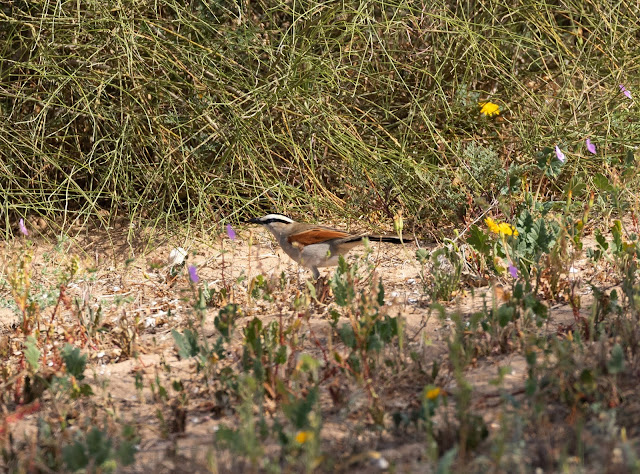 Black-crowned Tchagra - Souss Massa National Park, Morocco