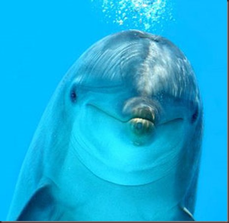 Amazing Animals Pictures Dolphin (10)