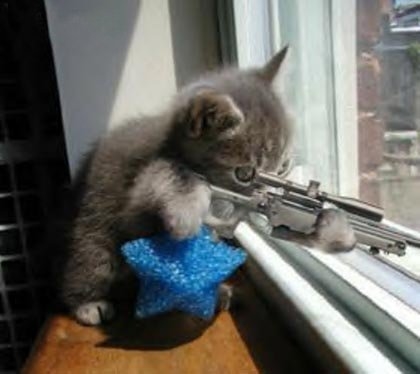 Funny Animals Images on Free Images Online  Funny Animals With Guns