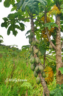  Highland Vegetation of Dieng