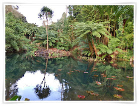 The jungle at the Lost Gardens of Heligan