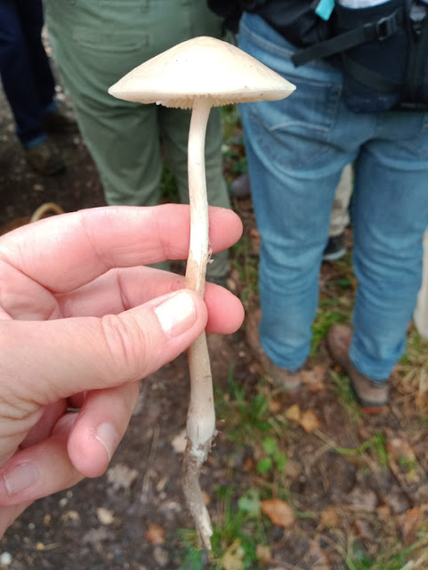 Deep Root Mushroom Hymenopellis radicata, Indre et Loire, France. Photo by Loire Valley Time Travel.