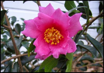 camellia2