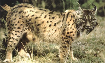 Female Iberian Lynx Picture