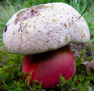 Rubroboletus satanas