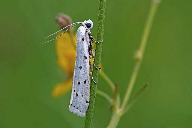 Myelois circumvoluta the Thistle Ermine moth
