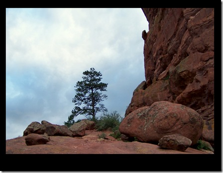 redrocktree