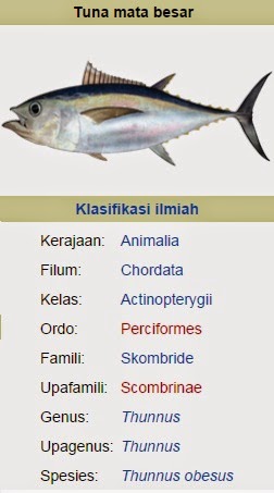  Ya siapa yang tidak kenal dengan ikan yang satu ini Begini Mengenal Jenis Ikan Tuna