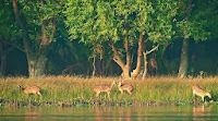 Sunderbans mangrove forest in the world. 