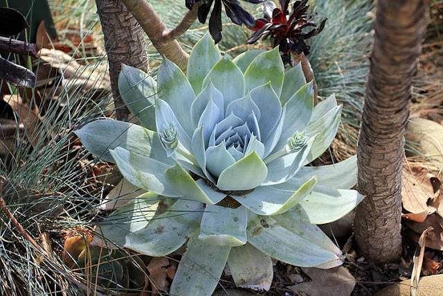 Dudleya pulverulenta