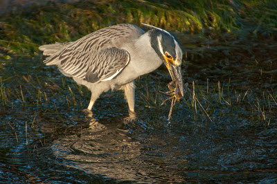 Yellow-crowned Night-Heron