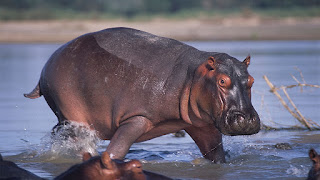 hippo vs rhino