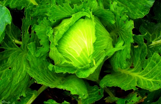 Cabbage Garden Culture and Uses