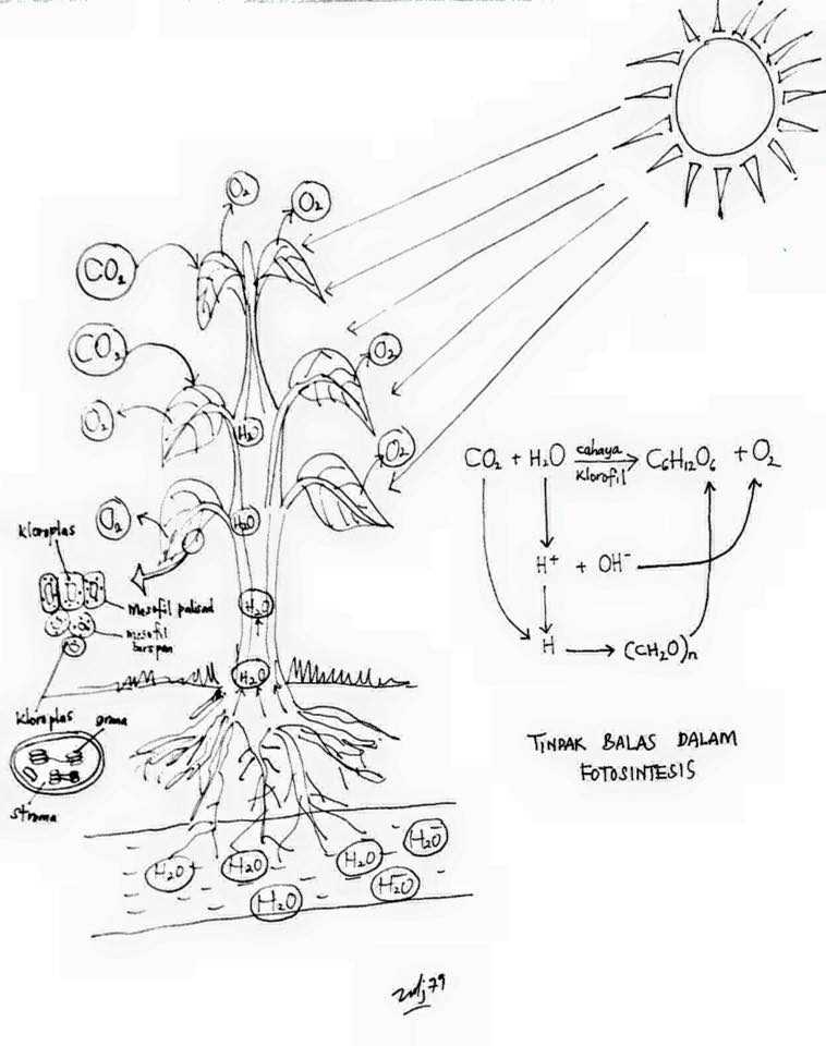 Biology A+: Mekanisme Fotosintesis
