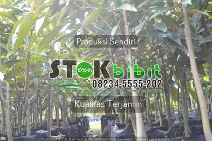 Bibit Jeruk Lemon Trend mengkonsumsi jeruk lemon untuk kesehatan membuat komoditi buah ini semakin meningkat Hal tersebut pula yang membuat banyak perkebunan |  bibit jeruk nipis jumbo bibit jeruk lemon amerika