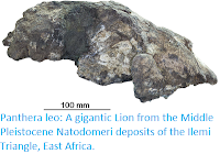 http://sciencythoughts.blogspot.co.uk/2017/11/panthera-leo-gigantic-lion-from-middle.html