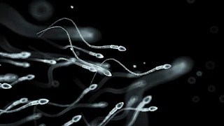 How does obesity affect male fertility?
