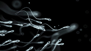 How does obesity affect male fertility?