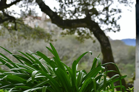 dark green leafy plant, oak tree