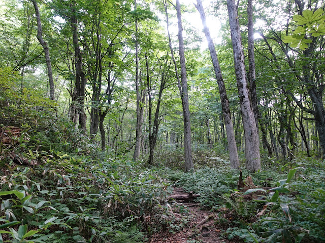 烏ヶ山登山道