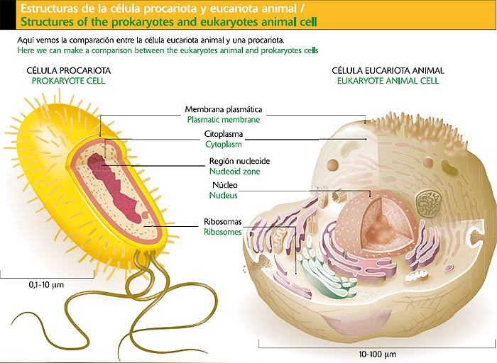 celula procariota. de célula: Procariota (sin