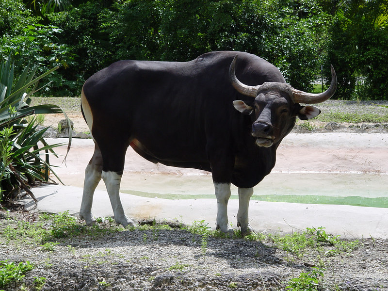 MANFAAT DAGING BANTENG ~ berbagi