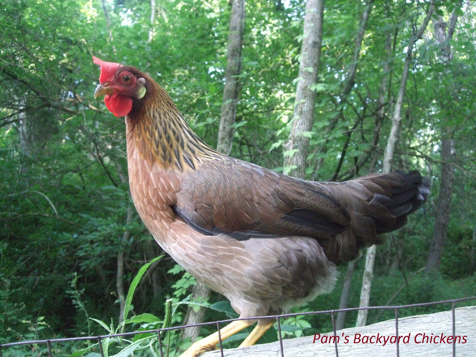 Pams Backyard Chickens The Leghorn Chicken Breed Spotlight