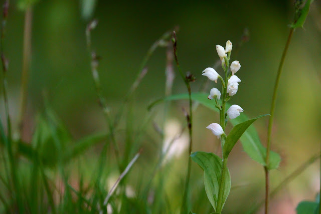 Cephalanthera erecta