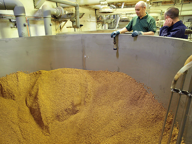 damp barley in the steep at Tamdhu Distillery