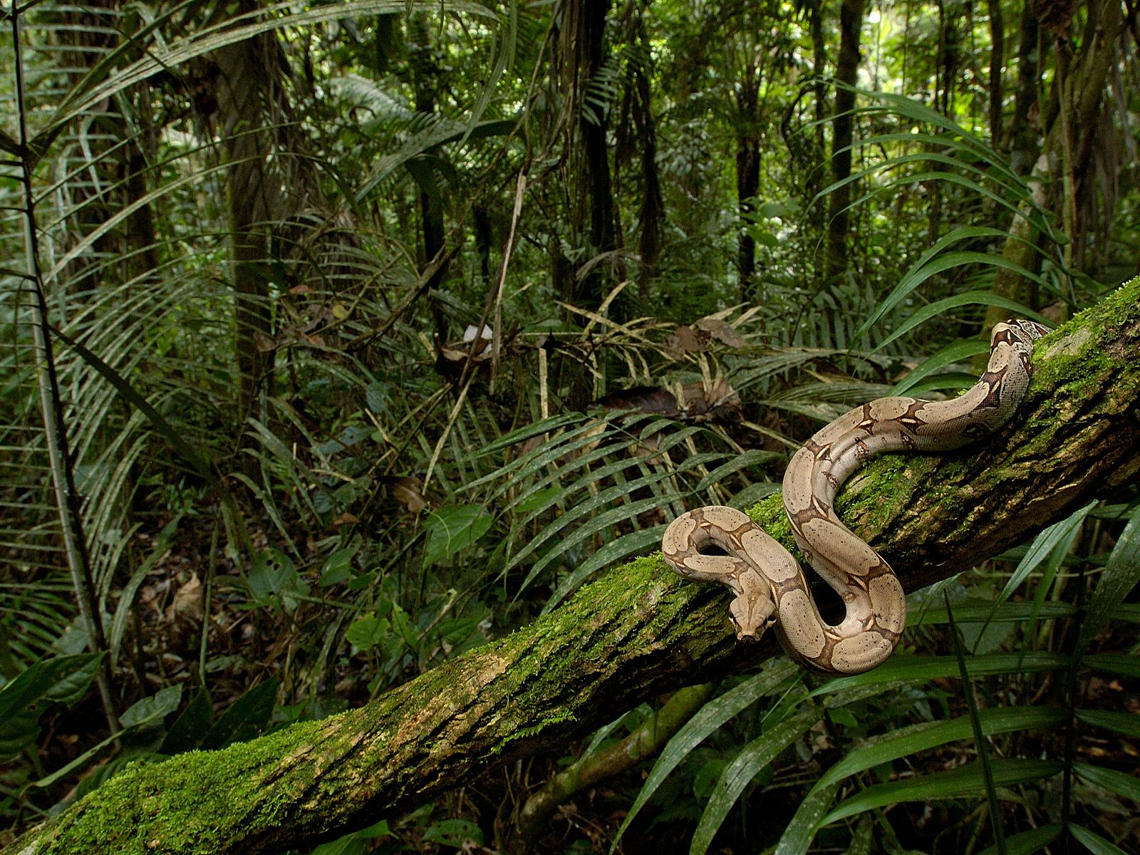 Rainforest ~ Jungle World