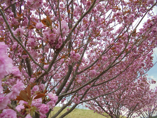 伯耆町総合スポーツ公園の牡丹桜