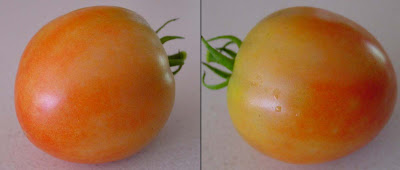 Carla's first attempt at vegetable gardening produced this solitary tomato