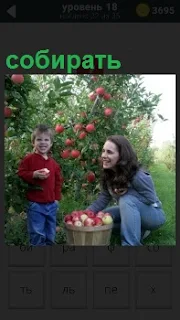 Мама с ребенком собирают урожай яблок в корзину. Ребенок пробует на вкус яблоко 