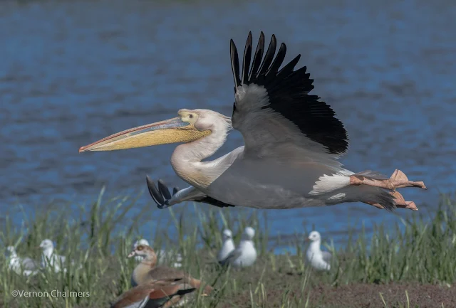 Great White Pelican taking flight - Woodbridge Island, Cape Town