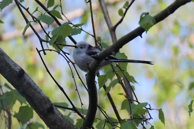 Witkopstaartmees - - Aegithalos caudatus caudatus