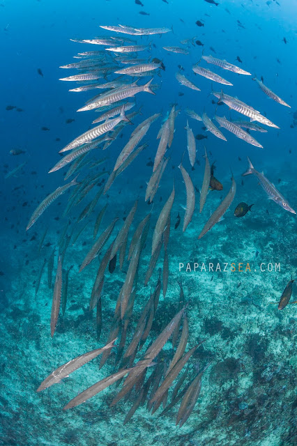 Underwater Photography, How to get to Sipadan, PADI Courses, Learn Scuba, Underwater Photography  Manila, Travel Sipadan, Martine Park Fee, Sipadan Dive Permit, Diving Asia, Dive the World, PaparazSea