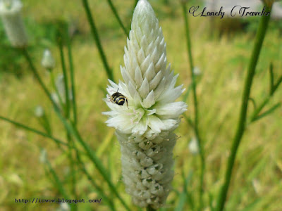 Celosia argentea var. spicata