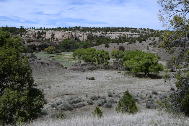 big cottonwood in green meadows