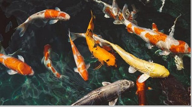 Ikan dan  ciri ciri ikan berbagaireviews com