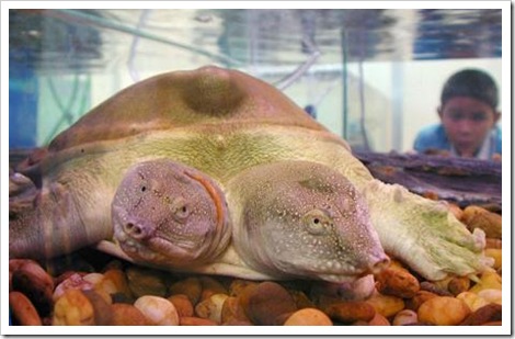 two-headed Terrapin