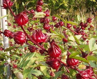 cara membuat sirup bunga rosella,cara mengeringkan bunga rosella,cara mengkonsumsi bunga rosella,cara mengolah bunga rosella menjadi obat,cara menyeduh bunga rosella,cara merebus bunga rosella,