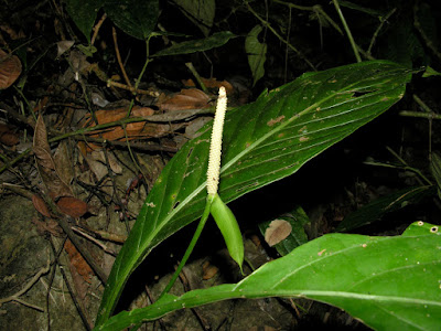 Anthurium acutifolium care