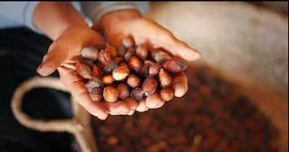Argan Fruits Photo by Good Morning